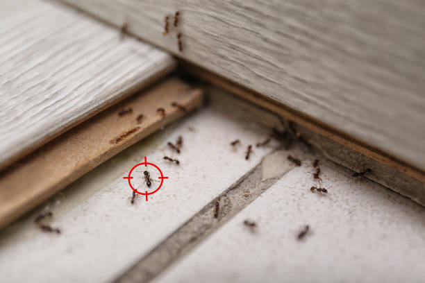 Best Best Pest Control Companies  in Aspen Hill, MD