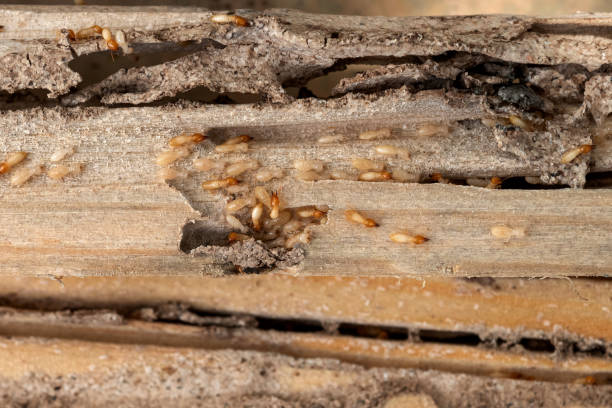 Best Commercial Pest Control Services  in Aspen Hill, MD